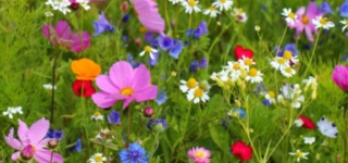 Wildflower Meadows and Grasslands Management for Local Authorities