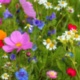 Wildflower Meadows and Grasslands Management for Local Authorities