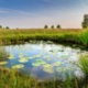 Biodiversity Net Gain: Preparing Parks Professionals [Training course]