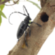 APSE Biosecurity Seminar