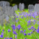 Making Space for Nature in our Burial Grounds and Churchyards