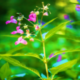 Plant Biosecurity for Local Authorities - Slide Pack