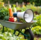 A positive response to plot size adjustments amid acute demand for allotments, new APSE survey reveals