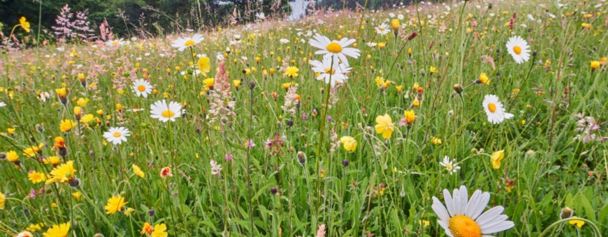 Plant Biosecurity: delivering a healthier future for the UK's plants and trees – New Report