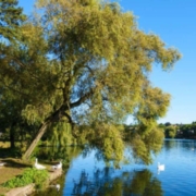 Over 80% of local councils expect cuts in their parks budgets