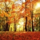 Right tree, right place: Meeting climate change targets sustainably
