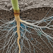 New research highlights the role of soil fungi in carbon storage and land management