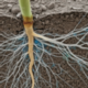 New research highlights the role of soil fungi in carbon storage and land management