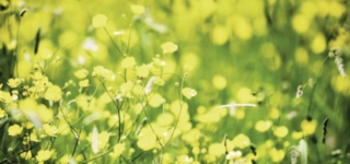 Managing Public Parks During COVID-19