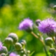 Reimagining the Future of Parks
