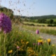 No Mow May - Local Authority Registration