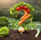 Take our Allotments Survey!