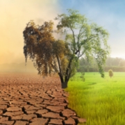 Carbon Literacy for Town and Parish Councils Trainers