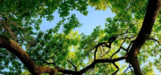 Nurturing skills for 21st century parks